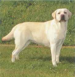 Labrador Amarelo