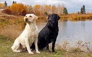 Labrador branco e Labrador preto