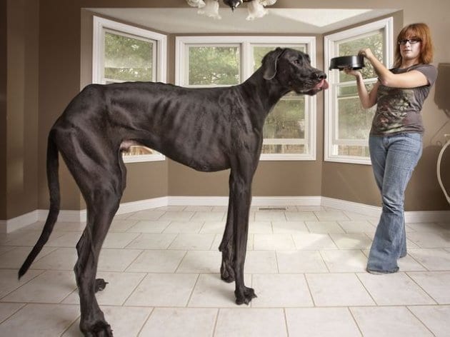 Zeus, o maior cachorro do mundo