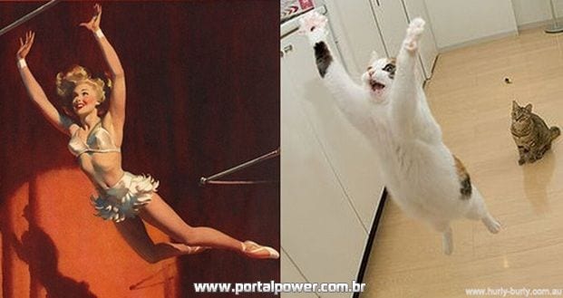 Gatos Imitam a Arte 