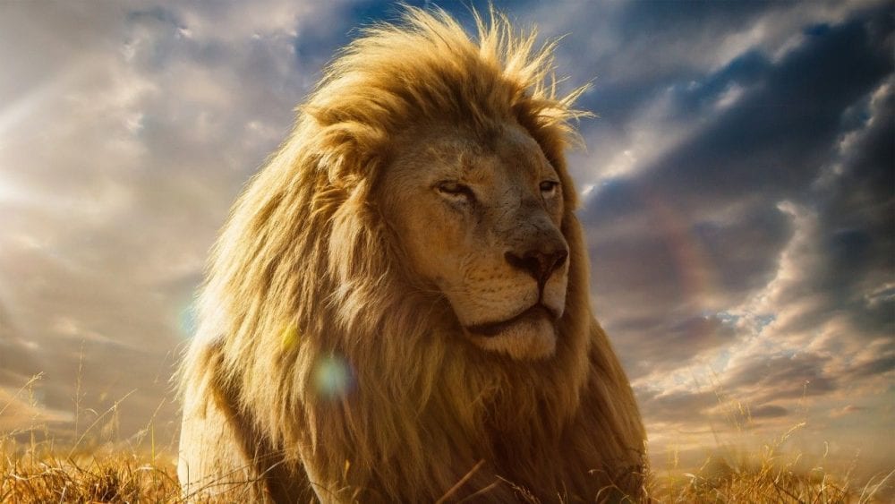 O-Rei-leão-The-Lion-King-2019-Wallpaper-3-scaled