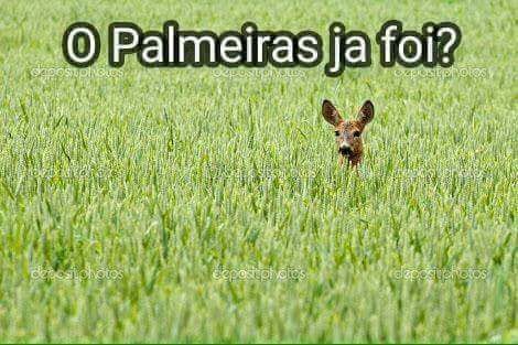 Zoar Sao paulo bambis zuando sao paulo