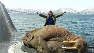 Morsa gigante dormindo em um submarino russo