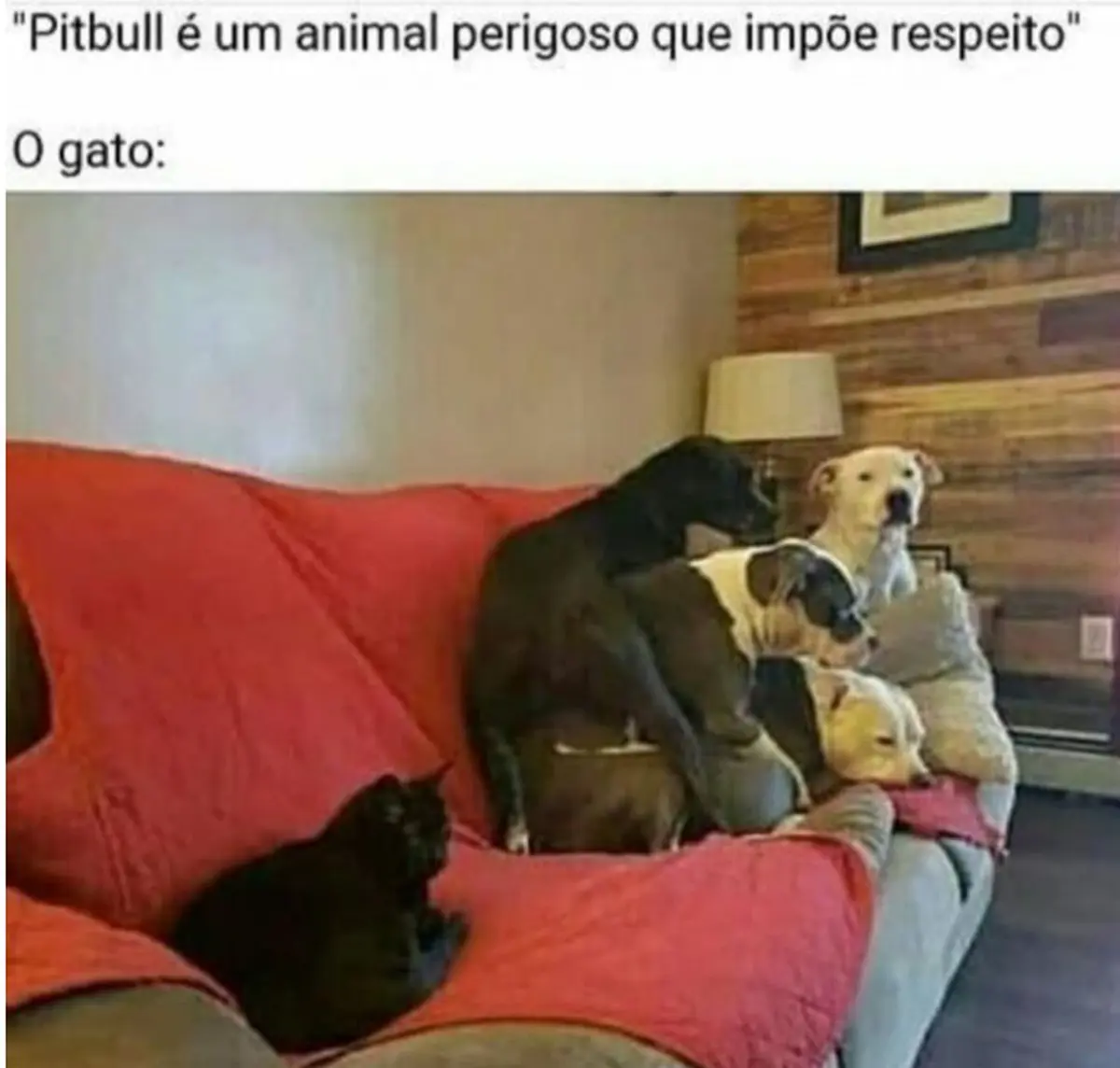 Gato vs Pitbull