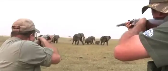 Cacadores de elefantes