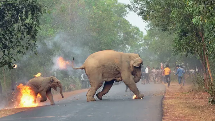 Elefantes na India