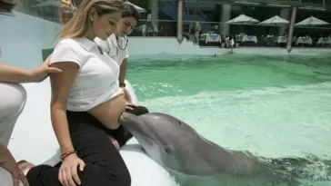 Gravida com golfinho