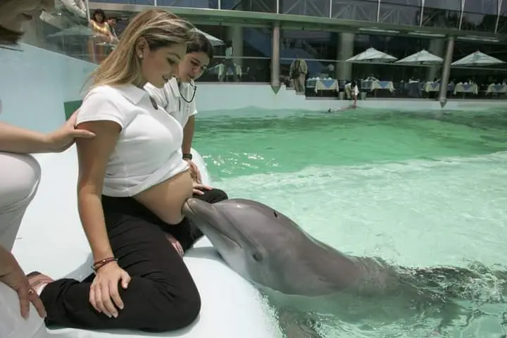 Gravida com golfinho