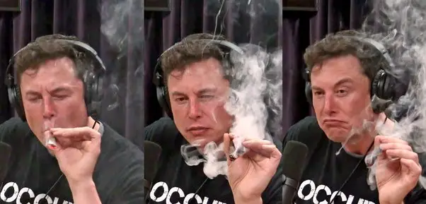 Elon Musk Maconheiro