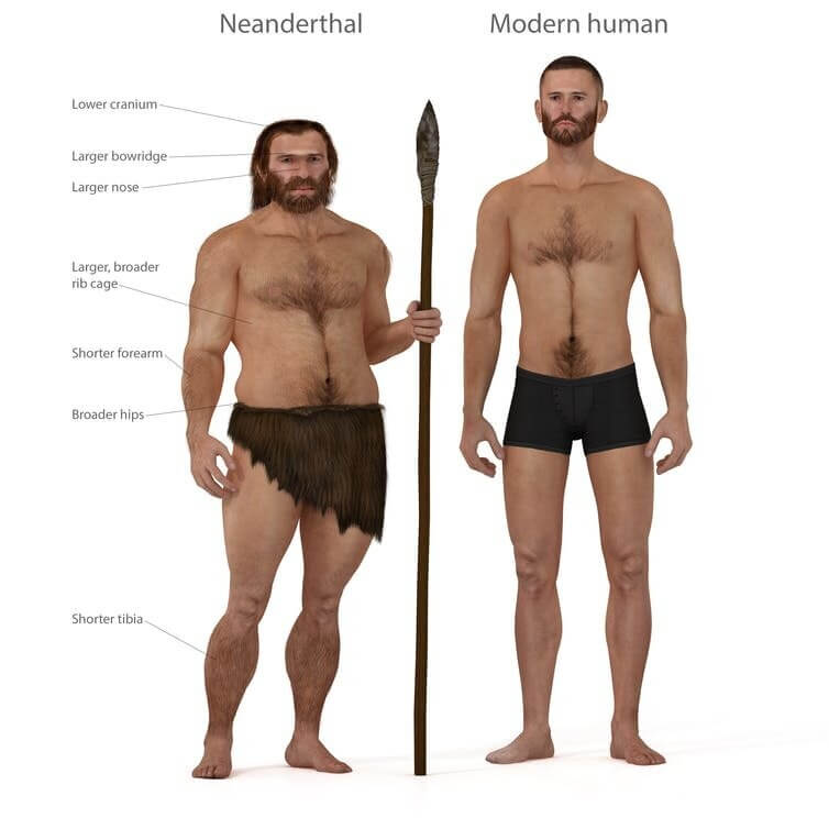 neandertais vs humanos 1